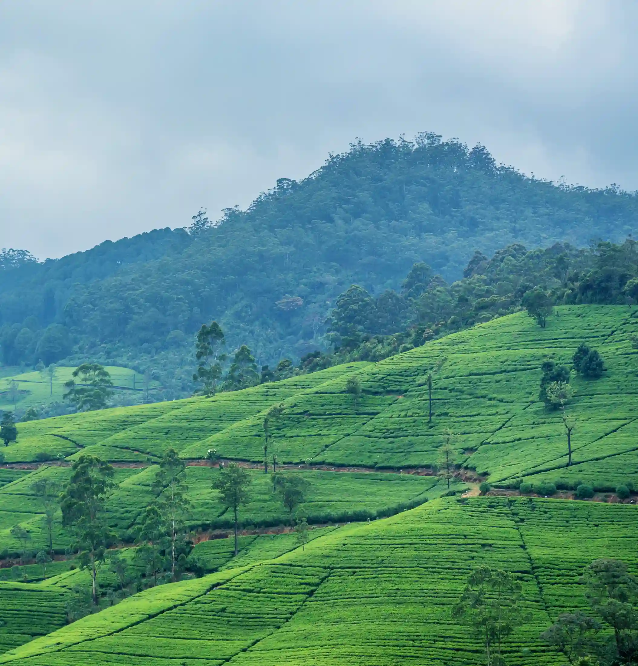 Tea Country