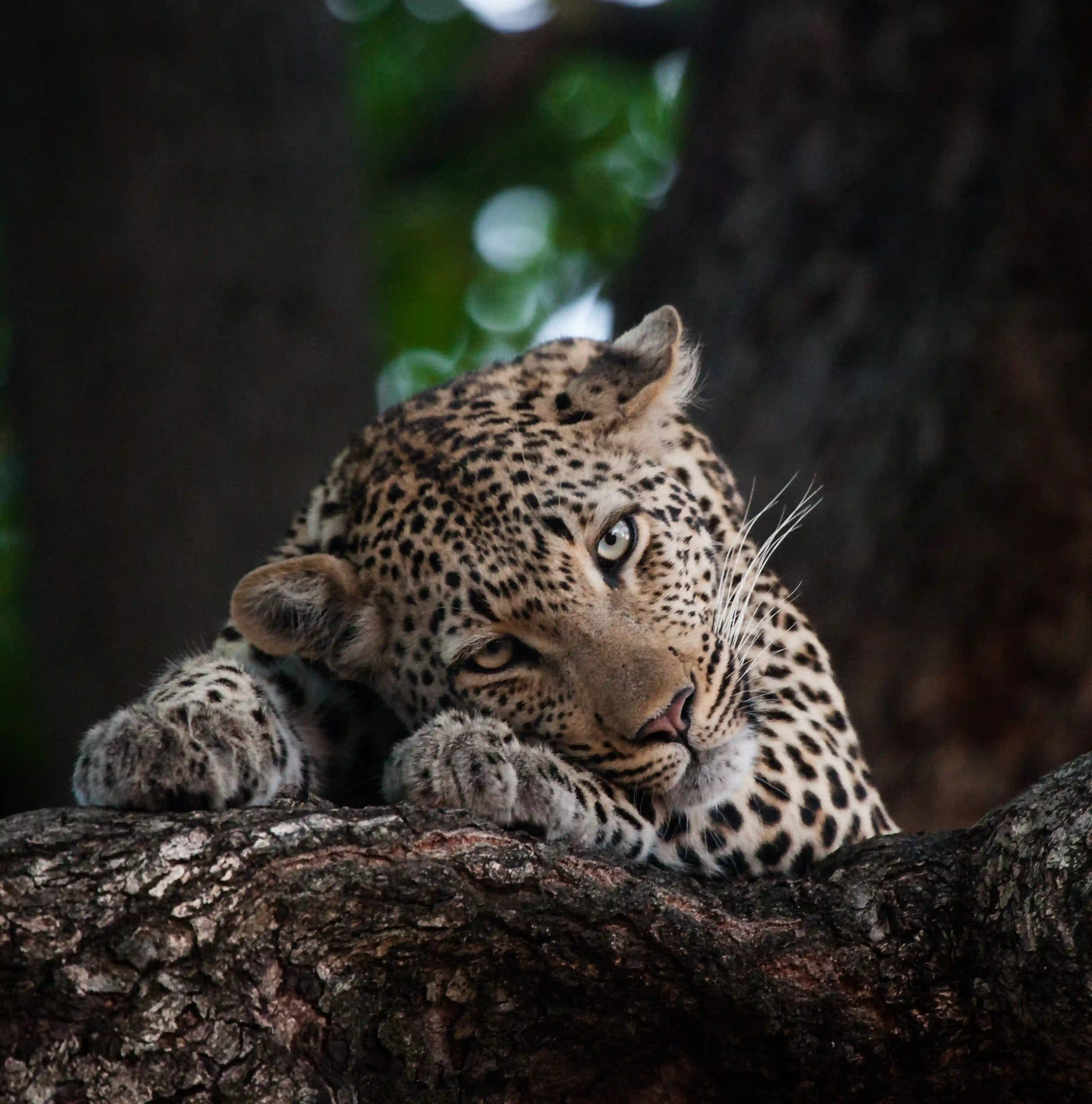 Wild Sri Lanka
