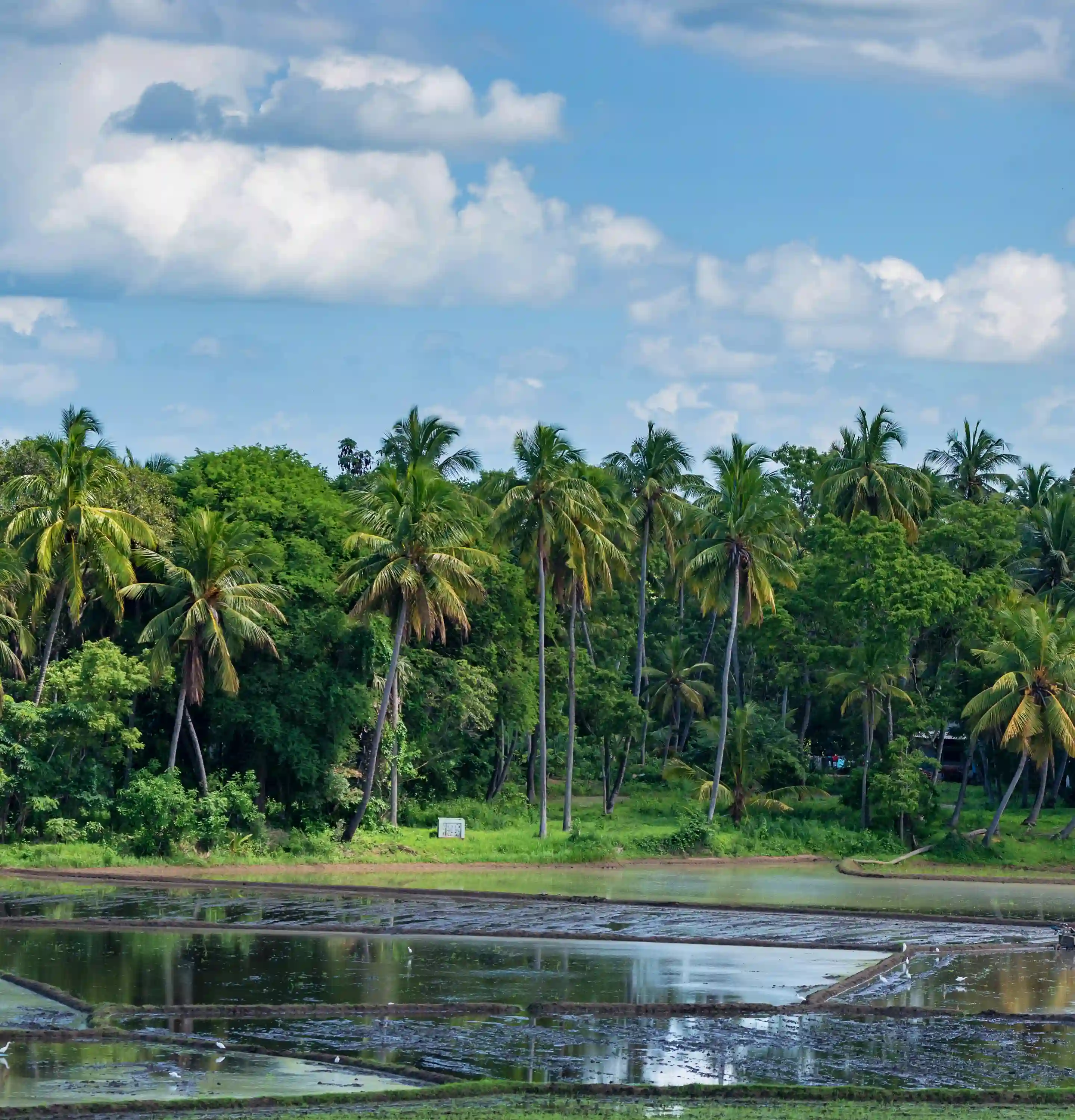 Tropical Coast