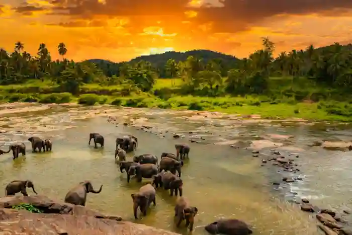 Sri Lankan nature