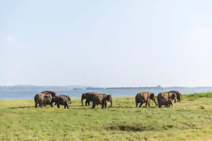 The Essential Sri Lanka Highlights